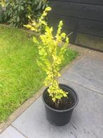 GOUD IEP, Tuin en Terras, Planten | Bomen, Volle zon, Bloeit niet, 250 tot 400 cm, Overige soorten
