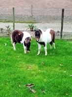 Te koop mooie bonte mini pony's, Merrie, A pony (tot 1.17m), 0 tot 2 jaar