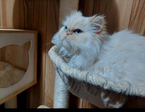 Hymalayan Perzische kattin, Dieren en Toebehoren, Katten en Kittens | Raskatten | Langhaar, Poes, Gechipt