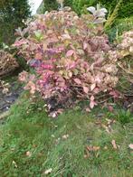 Grote Hortensia's, Tuin en Terras, Ophalen of Verzenden, Zomer, Overige soorten, Halfschaduw