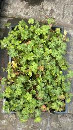 Stekjes 110 stuks geranium biokovo + Teucrium chamaedrys, Ophalen, Zomer, Volle zon