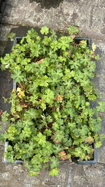 Stekjes 110 stuks geranium biokovo + Teucrium chamaedrys beschikbaar voor biedingen