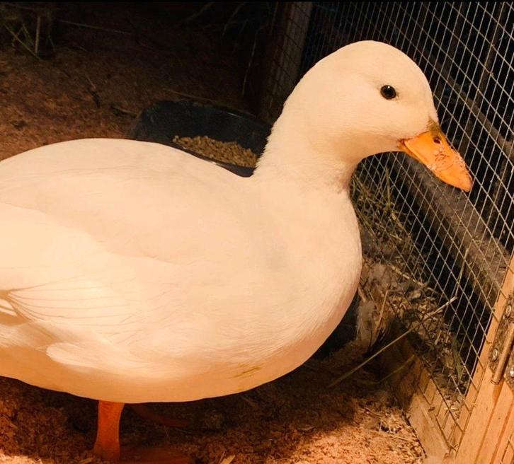 Kwaker woerdjes wit, Dieren en Toebehoren, Pluimvee, Eend, Mannelijk