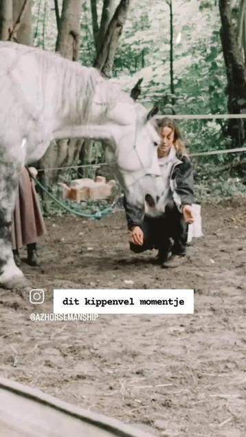 Energy healing bij paarden + Zelf leren toepassen beschikbaar voor biedingen