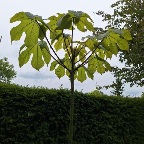 Chinese parasolboom Firmiana, Tuin en Terras, Planten | Bomen, Overige soorten, Volle zon, Ophalen