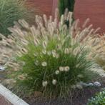 Lampepoetsersgras Pennisetum 'Hameln', Ophalen, Volle zon, Vaste plant, Siergrassen