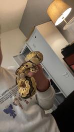 Pastel Clown Ball Python – Mannetje – 12/11/2023, Dieren en Toebehoren, Reptielen en Amfibieën, Slang, 0 tot 2 jaar
