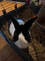 Hollander konijn en kooi, Dieren en Toebehoren, Mannelijk, Middelgroot, 6 tot 8 jaar