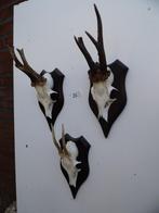 3 ree geweien (26) , samen voor 25 euro, Verzamelen, Dierenverzamelingen, Ophalen of Verzenden, Gebruikt, Wild dier, Gewei of Kop