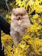 Prachtige Stamboom Pomeriaan🥰 pup Reutje, CDV (hondenziekte), Particulier, 8 tot 15 weken, Reu