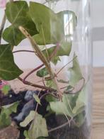 Wandelende takken, Dieren en Toebehoren, Insecten en Spinnen, Wandelende tak