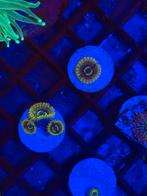 Gele zoa koraal stek, Dieren en Toebehoren, Vissen | Aquariumvissen, Overige typen