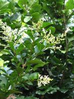 **ACTIE** Ligustrum japonicum, Japanse Liguster, Ophalen of Verzenden, Liguster, Struik, Minder dan 100 cm