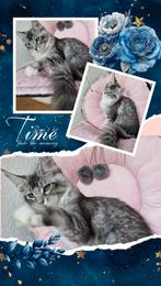 Maine coon kittens- onze Paloma is vrij gekomen, Dieren en Toebehoren, Meerdere dieren, Gechipt, 0 tot 2 jaar