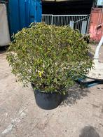 Laurierkers - Prunus laurocerasus in pot - 130x130 cm, Tuin en Terras, Planten | Struiken en Hagen, Laurier, Struik, Ophalen, 100 tot 250 cm