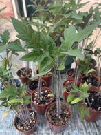 Tomaten plantjes 0,50 per stuk!, Zomer, Ophalen, Groenteplanten, Eenjarig