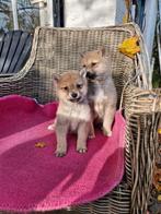 Shiba inu pups leuke pups, Dieren en Toebehoren, Overige rassen, 8 tot 15 weken, CDV (hondenziekte), Meerdere