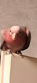 Tamme Rose kaketoe, Dieren en Toebehoren, Vrouwelijk, Papegaai
