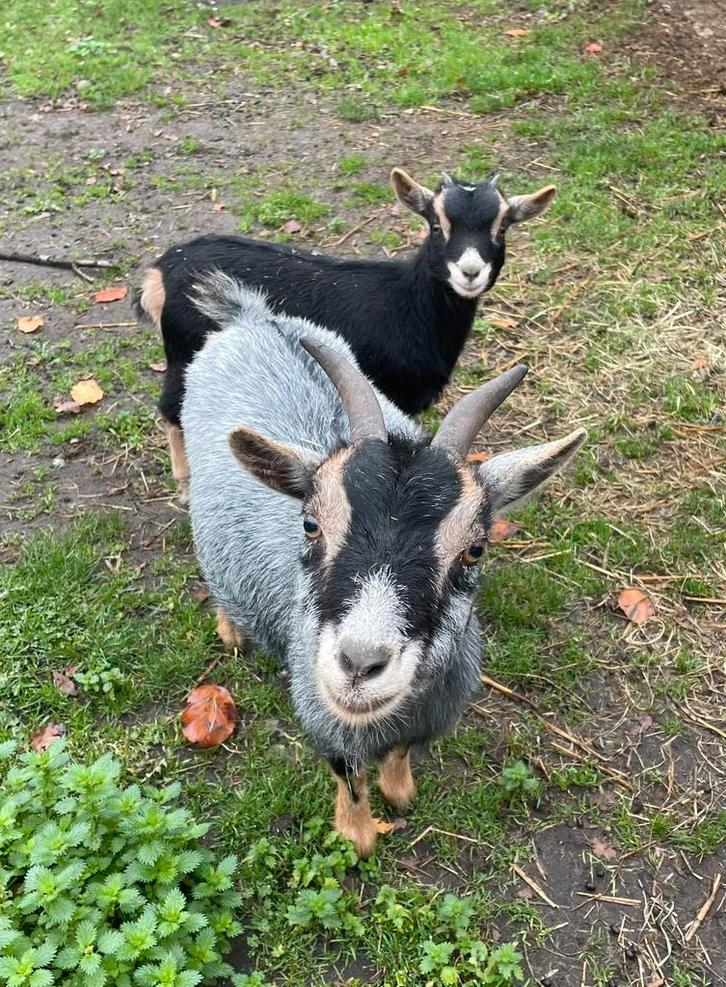 Ivm beëindiging hobby, lieve dwerggeiten, Dieren en Toebehoren, Schapen, Geiten en Varkens, Geit, Meerdere dieren