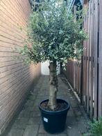 Mooie dikke olijfboom 170cm Stamdikte 30/35 cm, Ophalen, Zomer, Overige soorten, Volle zon