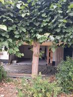 Mooie gezonde leilinde, Tuin en Terras, Planten | Bomen, Ophalen, Volle zon, Overige soorten