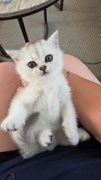 Mia britse korthaar, Poes