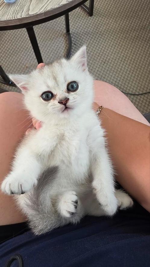 Mia britse korthaar, Dieren en Toebehoren, Katten en Kittens | Raskatten | Korthaar, Poes