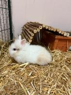 Mooie mini leeuwenkopjes mogen naar een nieuw huisje!, Dieren en Toebehoren, Meerdere dieren, Dwerg