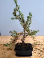 Bonsai mini kerstboom, In pot, Bloeit niet, Halfschaduw, Minder dan 100 cm