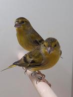 2-0 Bastaard Europese sijs x raza espagnola, Dieren en Toebehoren, Vogels | Overige Vogels, Mannelijk, Wildzangvogel, Geringd