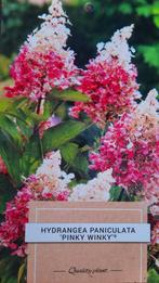Hortensia Hydrangea paniculata 'Pinky Winky' 🌿🍁, Ophalen, Hortensia
