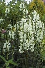 Vaste planten: scharnierplant, PHYSOSTEGIA VIRGINIANA, p9, Tuin en Terras, Ophalen, Zomer, Overige soorten, Volle zon
