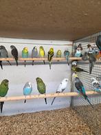 Blackface parkieten, Meerdere dieren, Parkiet