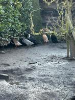 indische loopeenden, Dieren en Toebehoren, Meerdere dieren, Eend