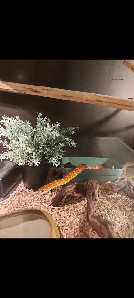 Rattenslang, Dieren en Toebehoren, Reptielen en Amfibieën, Slang, 0 tot 2 jaar