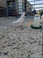 2 jonge duiven te koop, kropper/kingduif. 5 euro per stuk, Dieren en Toebehoren, Pluimvee, Meerdere dieren