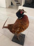 Opgezette fazant/haan, Dieren en Toebehoren, Mannelijk, Kip