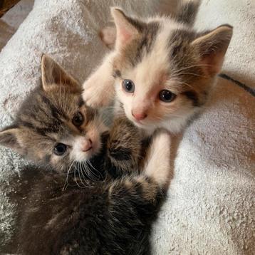 Prachtige, lieve kittens beschikbaar voor biedingen