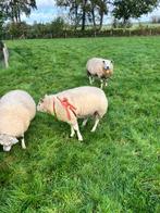 dekram Texelaar schaap, Dieren en Toebehoren, Schapen, Geiten en Varkens, Mannelijk, Schaap, 3 tot 5 jaar