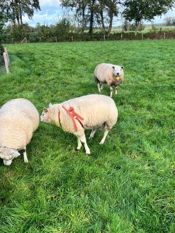 dekram Texelaar schaap, Dieren en Toebehoren, Schapen, Geiten en Varkens, Schaap, Mannelijk, 3 tot 5 jaar