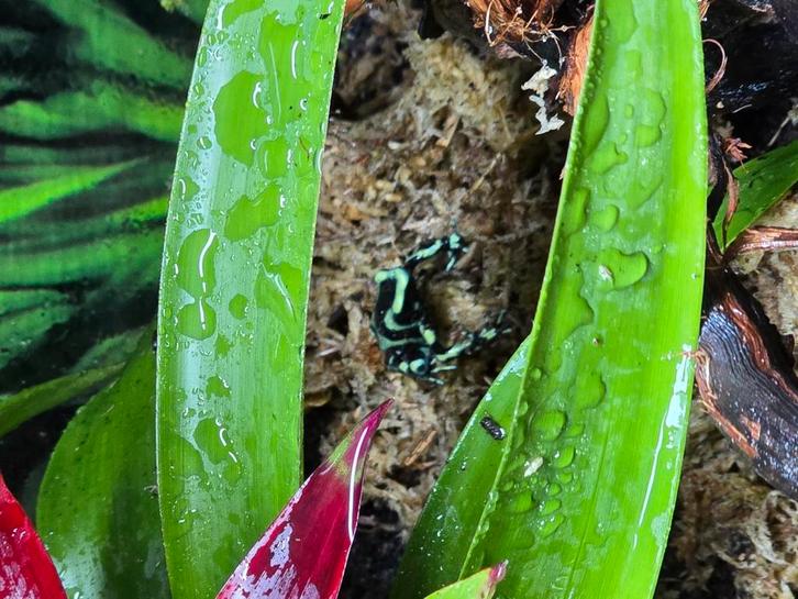 Dendrobates auratus nakweek