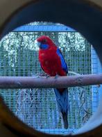 Wildkleur pennant man 2022, Dieren en Toebehoren, Vogels | Parkieten en Papegaaien, Mannelijk, Parkiet, Tam