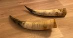 Hoorns, grote runderhoorns, Verzamelen, Dierenverzamelingen, Ophalen of Verzenden, Zo goed als nieuw, Overige soorten, Gewei of Kop