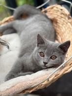 Raszuiver Britse Korthaar Kittens / laatste 2 kittens!, Dieren en Toebehoren, Katten en Kittens | Raskatten | Korthaar, Ontwormd