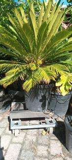 Prachtige Cycas Revoluta Palm (Vredespalm) 130-140cm, Volle zon, Vaste plant, Bloeit niet, Ophalen