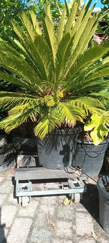 Prachtige Cycas Revoluta Palm (Vredespalm) 130-140cm, Tuin en Terras, Planten | Tuinplanten, Vaste plant, Overige soorten, Volle zon