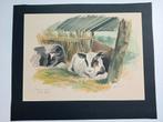 Aquarel Kalfjes Willy & Elsje - Gesigneerd Bernhard, Antiek en Kunst, Kunst | Tekeningen en Foto's, Ophalen of Verzenden
