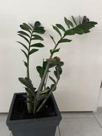 Zamioculcas Zamiifolia, Huis en Inrichting, Kamerplanten, Overige soorten, In pot, Minder dan 100 cm, Groene kamerplant