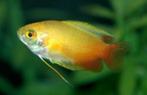 vele soorten en kleuren Dwerg gourami,  en  gourami,, Dieren en Toebehoren, Vissen | Aquariumvissen, Vis, Zoetwatervis