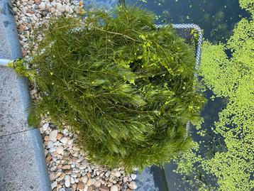 Zuurstofplanten, hoornblad, vijverplanten per emmer beschikbaar voor biedingen